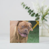 Franse Mastiff Dog Briefkaart (Staand voorkant)