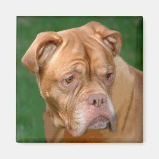 Franse Mastiff Magneet
