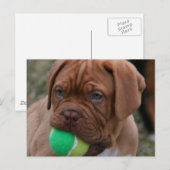 Franse Mastiff Puppy Briefkaart (Voorkant / Achterkant)