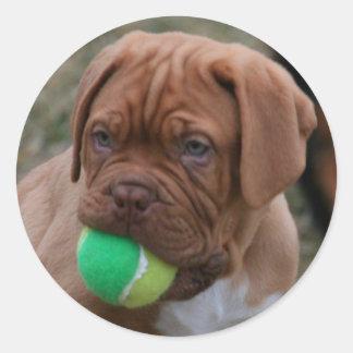 Franse Mastiff Puppy Ronde Sticker