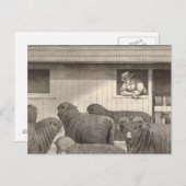 Franse merino-schapen briefkaart (Voorkant / Achterkant)