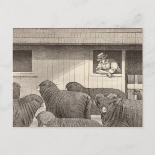 Franse merino-schapen briefkaart