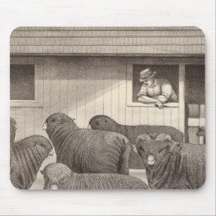 Franse merino-schapen muismat