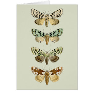  Franse Moths