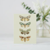  Franse Moths Briefkaart (Staand voorkant)