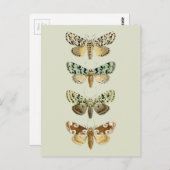 Franse Moths Briefkaart (Voorkant / Achterkant)