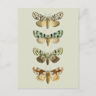  Franse Moths Briefkaart