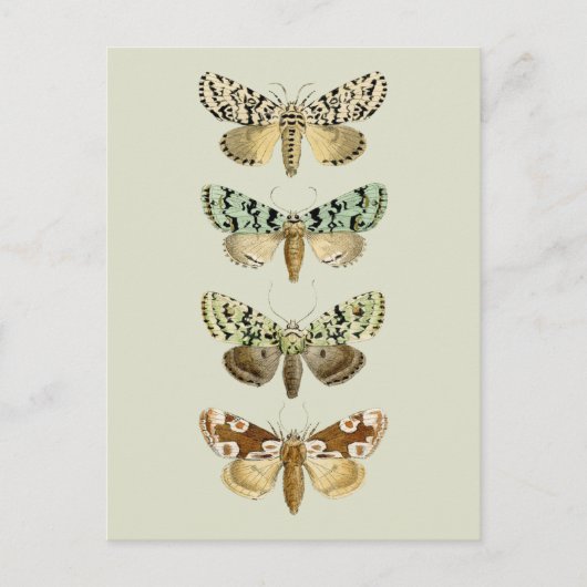  Franse Moths Briefkaart (Voorkant)