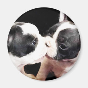 Franse puppies magneet