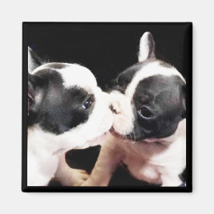 Franse puppies magneet