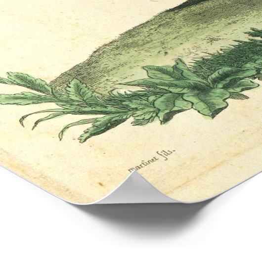  Franse Rooster Print (Hoek)