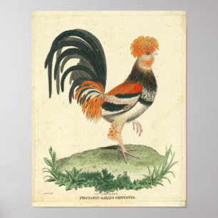 Franse Rooster Print