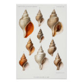 Franse Seashell  Beach Shell Zand Ocean Perfect Poster (Voorkant)