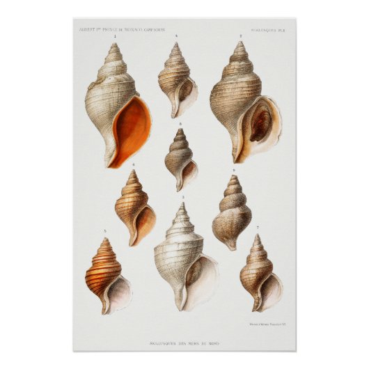 Franse Seashell  Beach Shell Zand Ocean Perfect Poster (Voorkant)