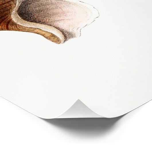 Franse Seashell  Beach Shell Zand Ocean Perfect Poster (Hoek)