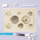 Franse Seashell Decoupage Shell Beach Tissuepapier (Craft)