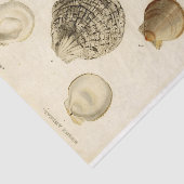 Franse Seashell Decoupage Shell Beach Tissuepapier (Detail)