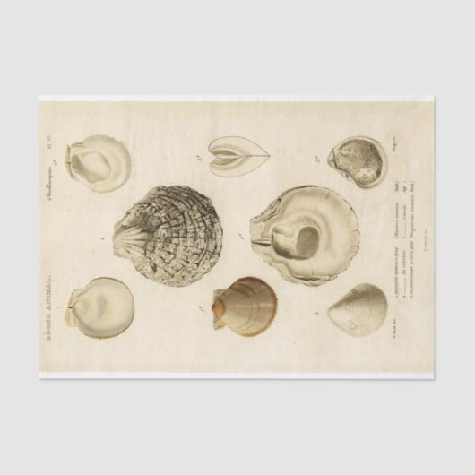 Franse Seashell Decoupage Shell Beach Tissuepapier (Voorkant)