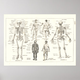 Franse Skeleton Anatomy  Grafiek 1800 Poster