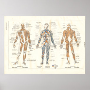 Franse  spieranatomie Grafiek 1800 Poster