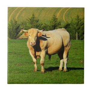 Franse stier tegeltje