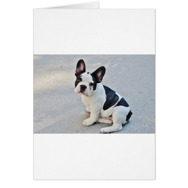 franse stierenhond (Voorkant)