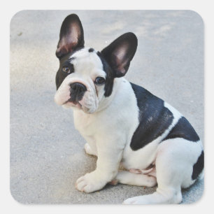 franse stierenhond sticker