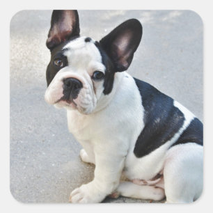 franse stierenhond sticker