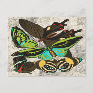 Franse Vintage Vlinder Botanische Kunst Briefkaart