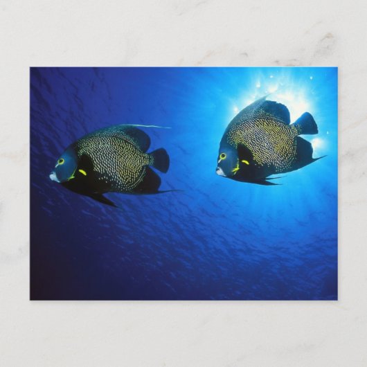 Franstalige Angelfishes Briefkaart (Voorkant)
