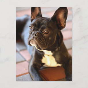 Französisch Bulldog Briefkaart