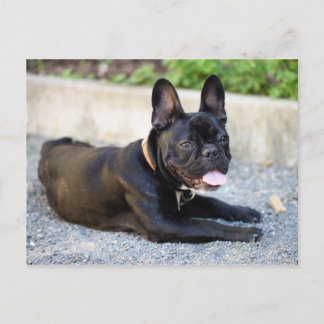 Französisch Bulldog Briefkaart