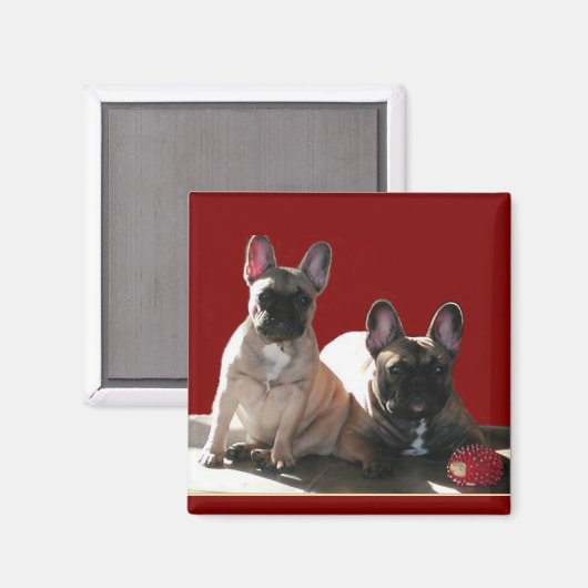 Französische Buldoggen Flo und Fips Magneet (Voorkant / Achterkant)
