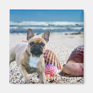 Französische Bulldogge am Strand Magnet Magneet