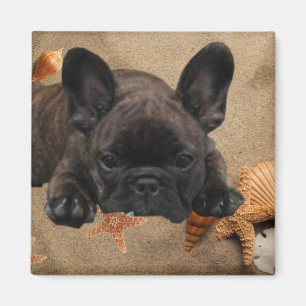 Französische Bulldogge Magnet