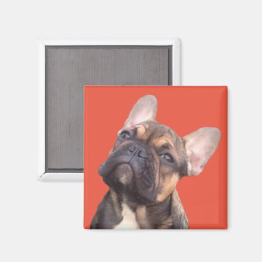 Französische Bulldogge Magnet Magneet (Voorkant / Achterkant)