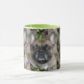 Französische Bulldogge mit Biene French Bulldog Mok (Midden)