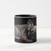 Französische Bulldogge Mok (Midden)