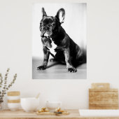 Französische Bulldogge Poster (Keuken)