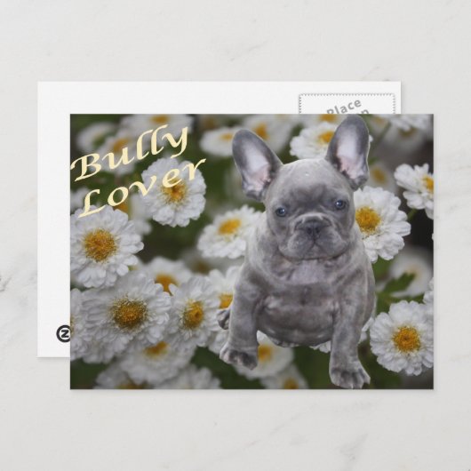 Französische Bulldogge Postkarte Briefkaart (Voorkant / Achterkant)