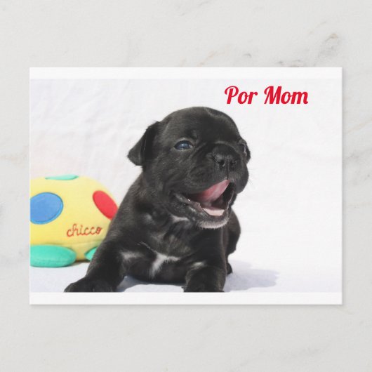 Französische Bulldogge Welpe French Bulldog Briefkaart (Voorkant)