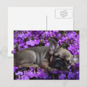 Französische Bulldogge Welpe French Bulldog Briefkaart (Voorkant / Achterkant)