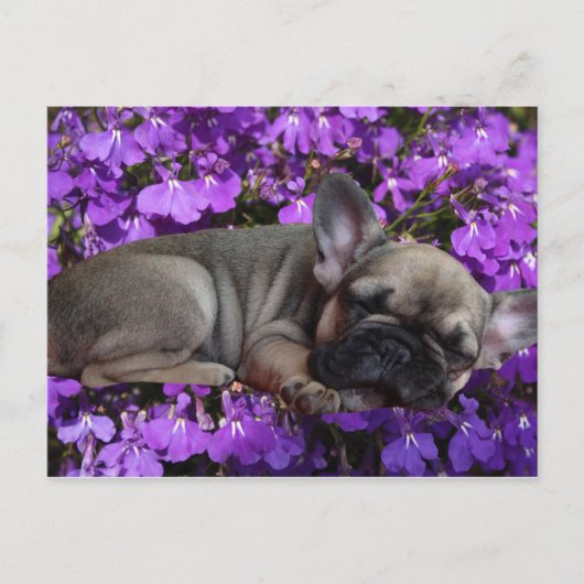 Französische Bulldogge Welpe French Bulldog Briefkaart (Voorkant)