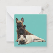  französische Bulldoggen Mitteilungskarte Notitiekaartje (Voorkant)