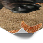 Französische Bulldoggen Poster (Hoek)