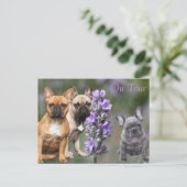 Französische Bulldoggen Postkarte Briefkaart (Staand voorkant)