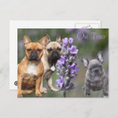 Französische Bulldoggen Postkarte Briefkaart (Voorkant / Achterkant)