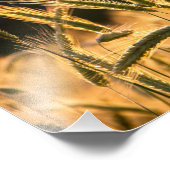 Frarm Fresh Wheat Field Foto Afdruk (Hoek)