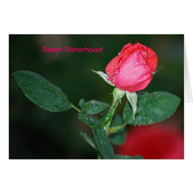 Fraternité douce (Devant horizontal)