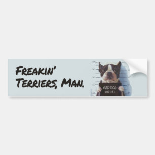 Freakin' Terriers, Man. Bumpersticker